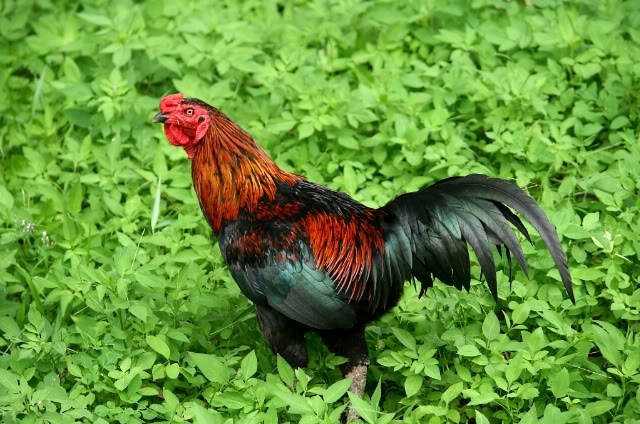 Tiên Yên đệ nhất gà đồi - đặc sản trứ danh đất Mỏ không thể bỏ qua-6