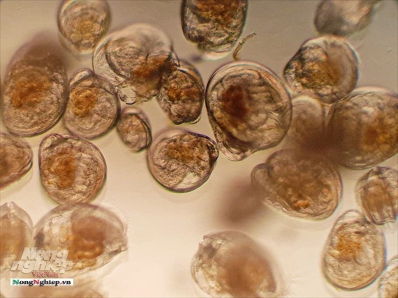 Con đặc sản viagra từ biển Thái Bình Dương từ kính hiển vi lên bàn ăn-1