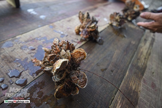 Con đặc sản viagra từ biển Thái Bình Dương từ kính hiển vi lên bàn ăn-11