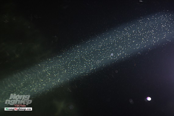 Con đặc sản viagra từ biển Thái Bình Dương từ kính hiển vi lên bàn ăn-2
