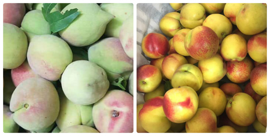 Người bán đào không bao giờ nói với bạn: Chỉ cần lướt qua 3 giây biết đào Trung Quốc tẩm thuốc-4