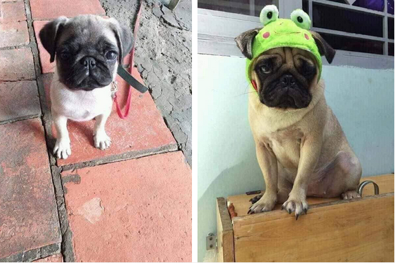 Cám cảnh con boss bị sen mang đi cầm cố cả năm chưa chuộc, chủ tiệm than trời vì cung phụng quá tốn kém-3