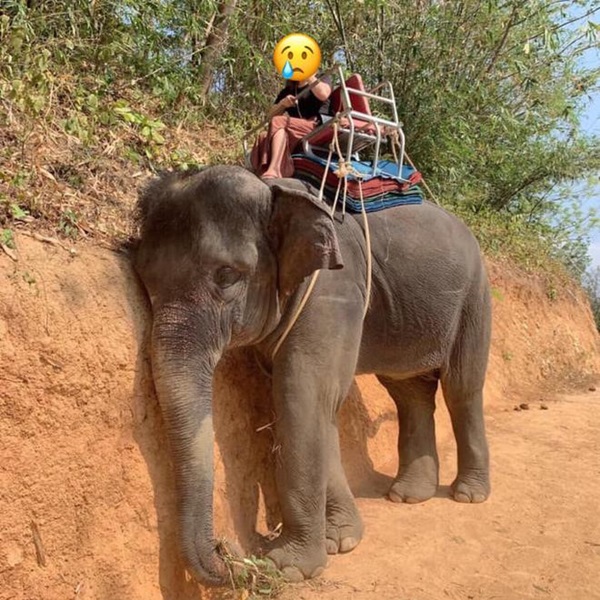 Voi chở khách nhắm mắt, gục đầu vào đá khiến dân mạng xót xa-1