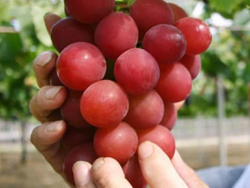 Vài triệu đồng/quả dưa hấu Nhật, mua vài quả ăn dần-7