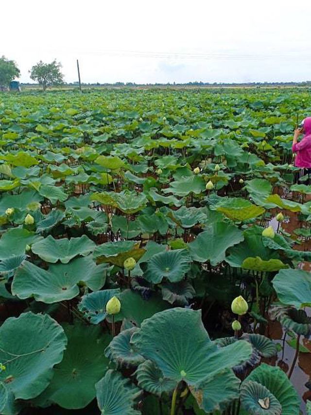 Sen quan âm, đắt gấp đôi sen thường vẫn không đủ hàng để bán-2