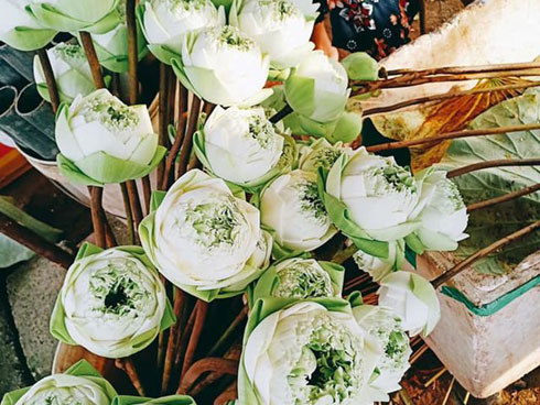 Từ bỏ thu nhập hàng nghìn USD mỗi tháng để giữ hồn sen bất tử-15