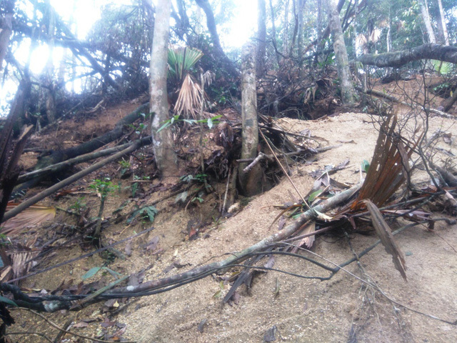 Đi rừng nhặt được viên đá quý 5 tỷ, vạn người đào núi tìm vận may-4