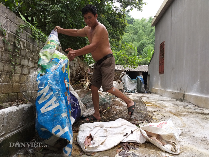 Dân nuôi lợn hóa điên, cả làng buồn như có tang sau bão dịch tả-3