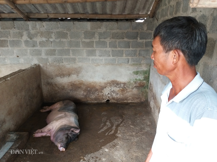 Dân nuôi lợn hóa điên, cả làng buồn như có tang sau bão dịch tả-4