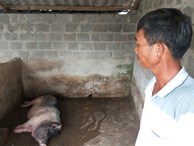 Dân nuôi lợn 'hóa điên', cả làng buồn như có tang sau 'bão' dịch tả