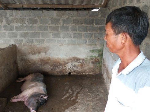 Dân nuôi lợn