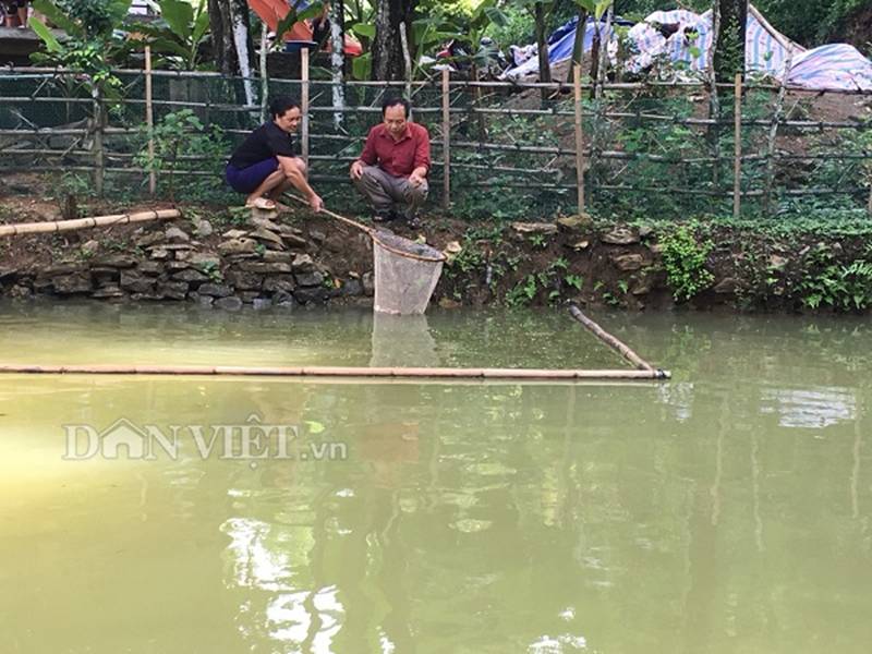 Nuôi loài cá quý ăn cỏ như dê, chỉ 1 ao bé tý mà thu 80 triệu đồng-4