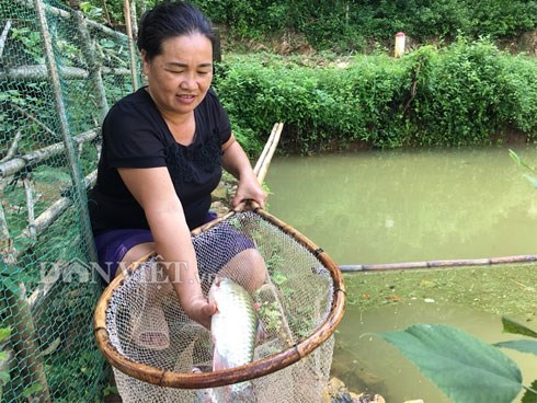 Nuôi loài cá quý ăn cỏ như dê, chỉ 1 ao bé tý mà thu 80 triệu đồng