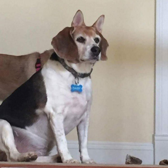 Hoa mắt chóng mặt, anh em cẩn thận nhìn nhầm-6