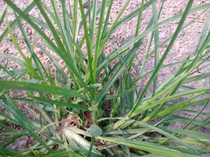 Thứ cỏ dại mọc đầy ở Việt Nam, trước chuyên cho bò ăn, giờ trở nên có giá-2