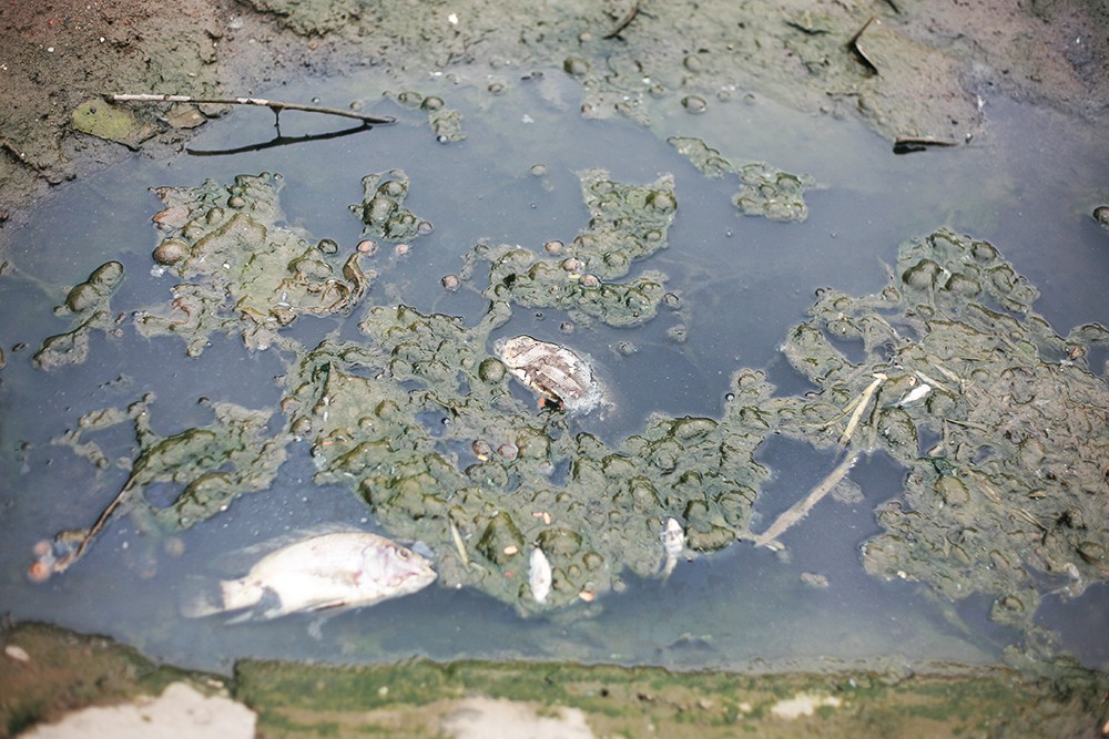 Sông Tô Lịch lại đen kịt, ô nhiễm nặng nề khiến cá chết trắng bụng sau khi bất ngờ trong xanh được vài ngày-9