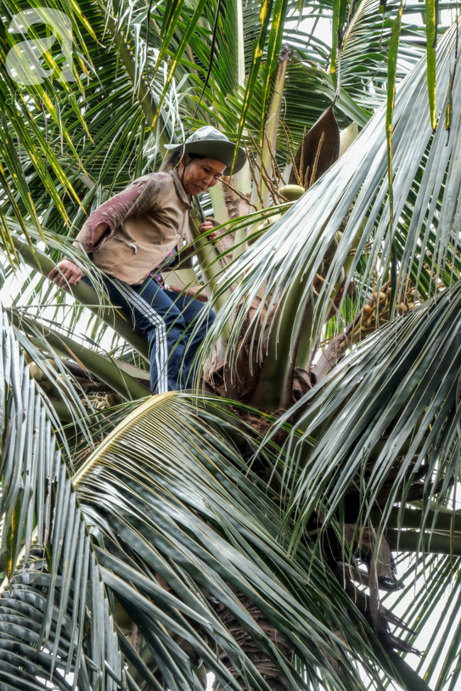 Nụ cười giòn tan của bà ngoại 12, kể chuyện mang bầu 6 tháng vẫn leo trên ngọn dừa, cất được nhà trăm triệu cho chồng-9