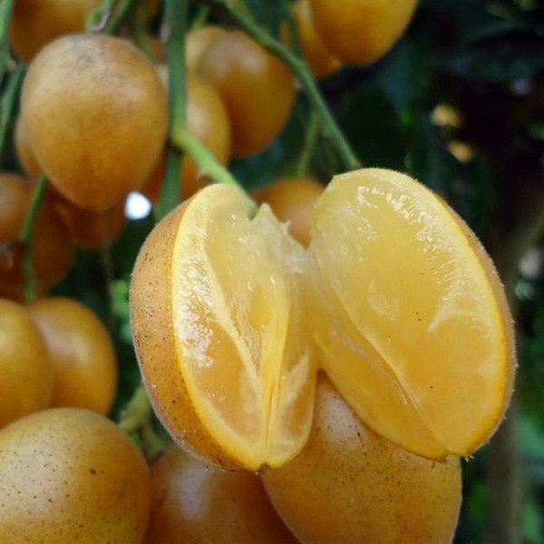 Quất hồng bì: Ở Việt Nam chỉ là quả dại, sang TQ hóa trái cây vàng-2