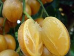 Một loại quả mọc dại đầy đồng quê Việt Nam bỗng gây sốt, giá bán tới 400k/kg-5