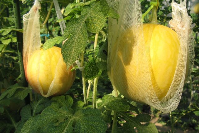 Vài triệu đồng/quả dưa hấu Nhật, mua vài quả ăn dần-4