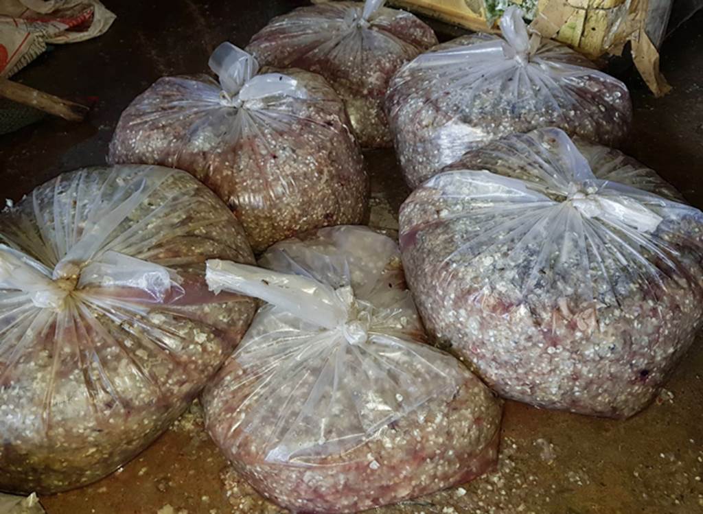 Thương lái ráo riết lùng mua vảy cá ở miền Tây để làm gì?-2