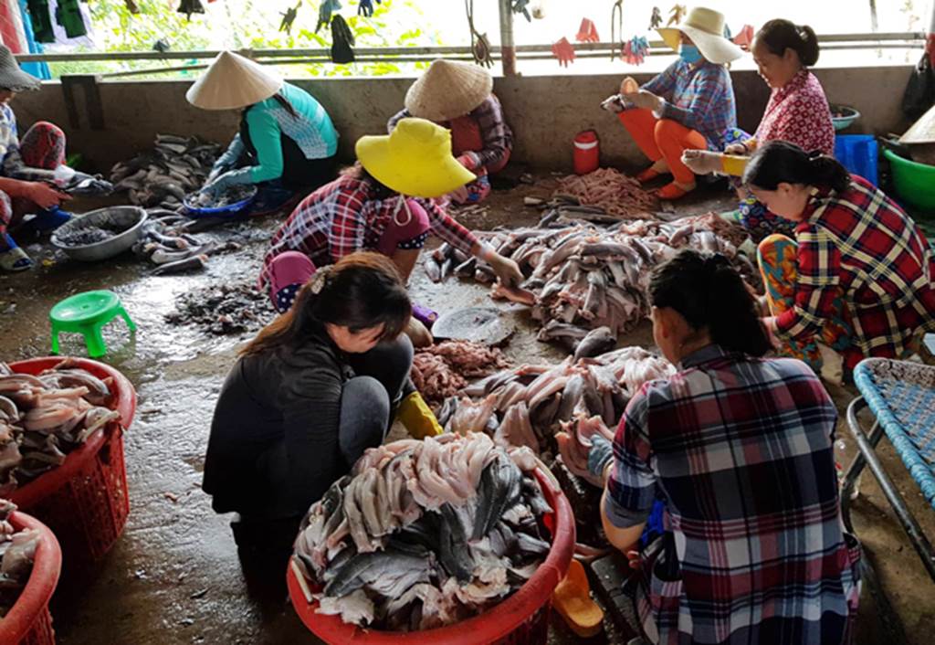 Thương lái ráo riết lùng mua vảy cá ở miền Tây để làm gì?-4