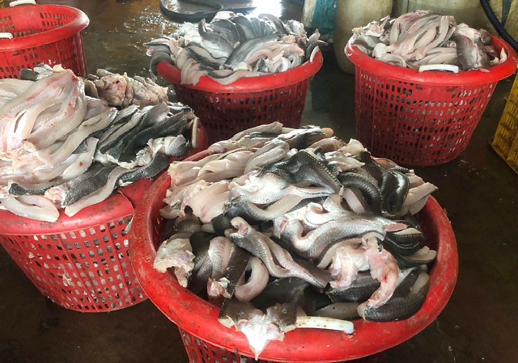 Thương lái ráo riết lùng mua vảy cá ở miền Tây để làm gì?-5