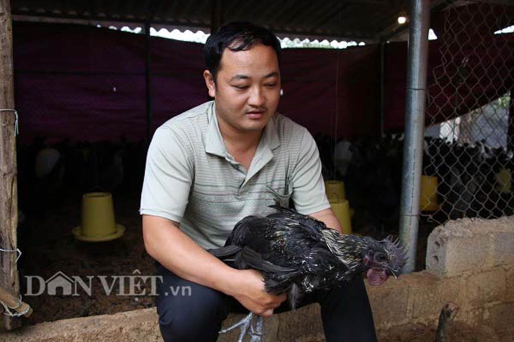 Ngậm ngùi cất bằng đại học về nuôi loài gà đen ngòm thích leo cây-1