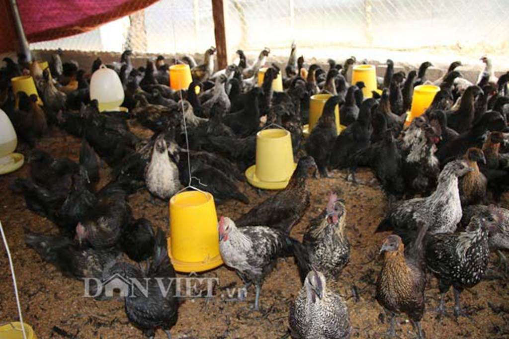 Ngậm ngùi cất bằng đại học về nuôi loài gà đen ngòm thích leo cây-2