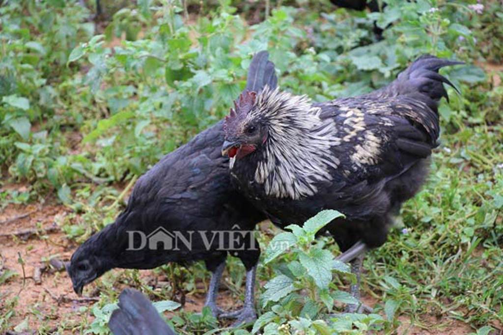 Ngậm ngùi cất bằng đại học về nuôi loài gà đen ngòm thích leo cây-3