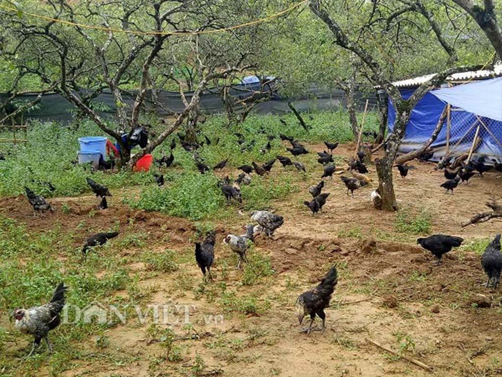 Ngậm ngùi cất bằng đại học về nuôi loài gà đen ngòm thích leo cây-4