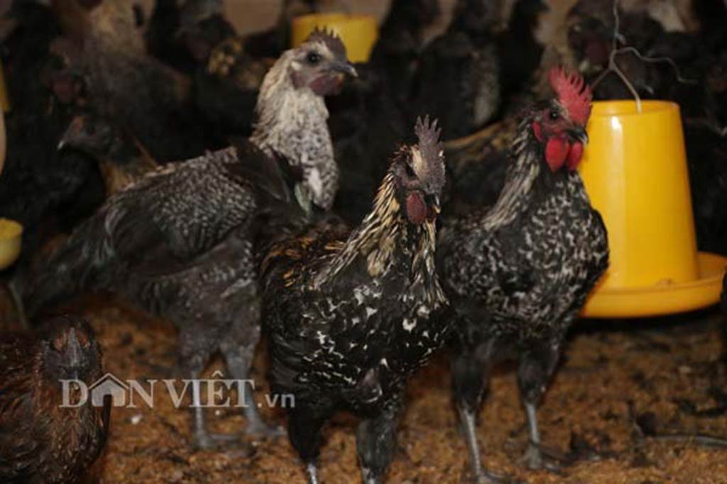 Ngậm ngùi cất bằng đại học về nuôi loài gà đen ngòm thích leo cây-7