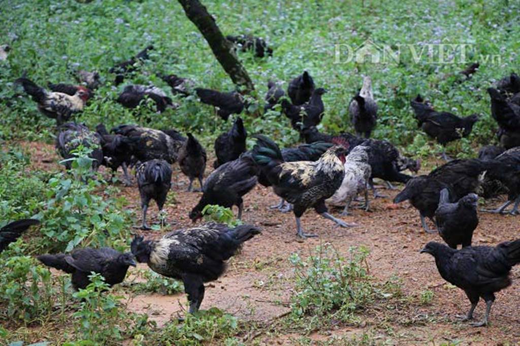 Ngậm ngùi cất bằng đại học về nuôi loài gà đen ngòm thích leo cây-9