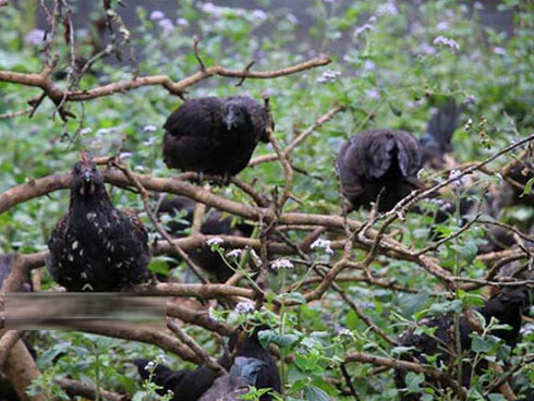 Lãng tử 9X xứ Thanh bỏ lương khủng” về làng trồng...hành-4