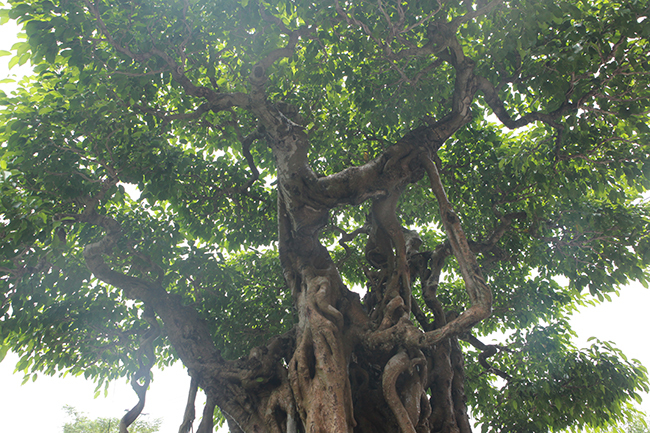 Sanh cổ có rễ như củ nhân sâm, khách trả 100 cây vàng chủ nhân vẫn lắc đầu-12