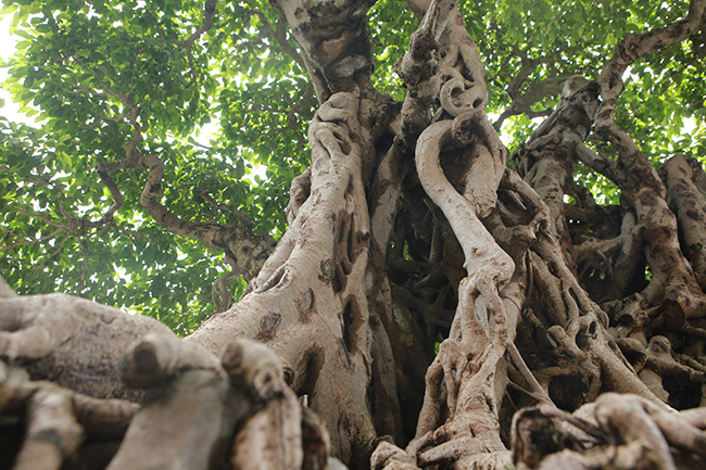 Sanh cổ có rễ như củ nhân sâm, khách trả 100 cây vàng chủ nhân vẫn lắc đầu-13