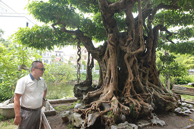 Sanh cổ có rễ như củ nhân sâm, khách trả 100 cây vàng chủ nhân vẫn lắc đầu-18