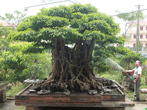 Đại gia đi bộ 2 ngày, mất hơn tỷ rước quái kiệt trong rừng về chơi-4