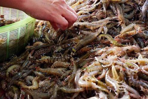 Người đàn ông suýt phải cắt cụt tay chỉ vì vết thương nhỏ sau khi bị đuôi tôm đâm-1