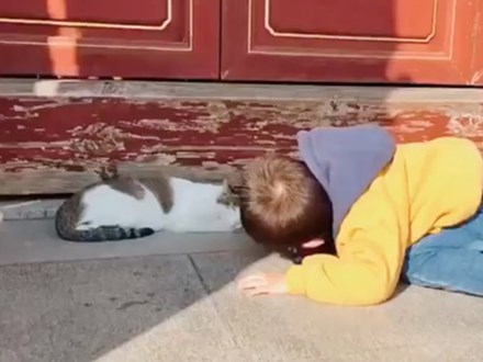 Nằm rạp xuống đường khi thấy chú mèo đang ngủ, cậu bé còn khiến ai nấy phải phì cười vì hành động sau đó