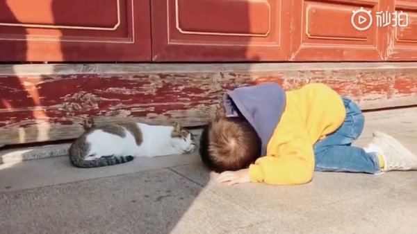 Nằm rạp xuống đường khi thấy chú mèo đang ngủ, cậu bé còn khiến ai nấy phải phì cười vì hành động sau đó-2