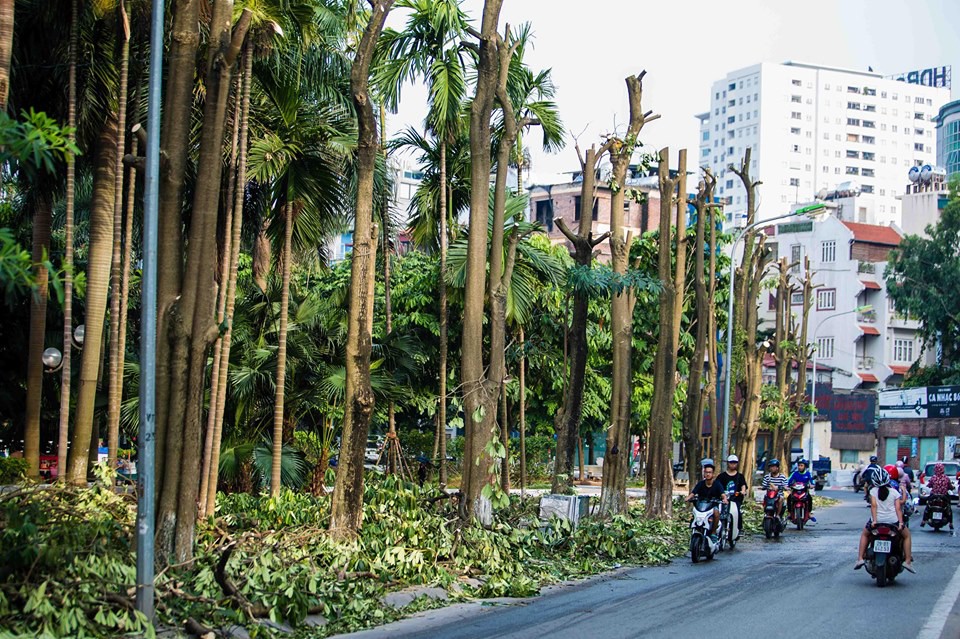 Hà Nội: Chuyển 100 cây hoa sữa từ hồ Tây lên bãi rác Nam Sơn để khử” mùi rác, giải thoát” mùi hoa cho người dân-1