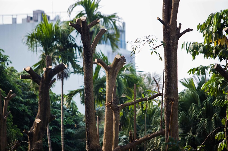 Hà Nội: Chuyển 100 cây hoa sữa từ hồ Tây lên bãi rác Nam Sơn để khử” mùi rác, giải thoát” mùi hoa cho người dân-2