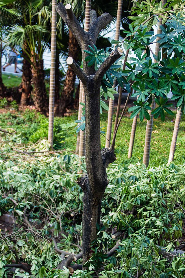 Hà Nội: Chuyển 100 cây hoa sữa từ hồ Tây lên bãi rác Nam Sơn để khử” mùi rác, giải thoát” mùi hoa cho người dân-3