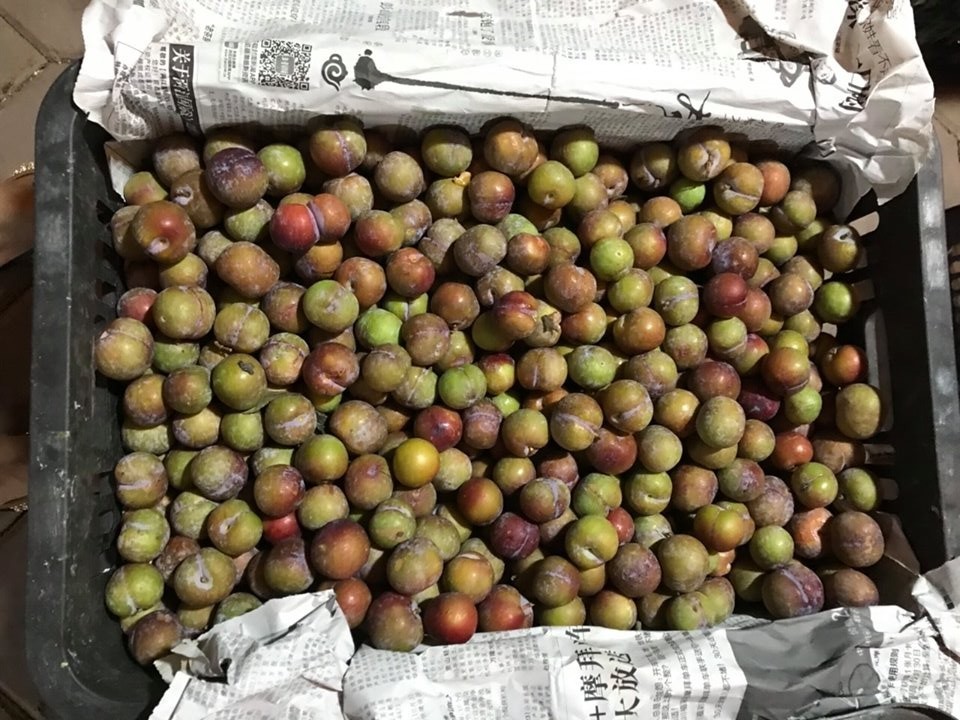 Lừa bán đặc sản Sa Pa, dân Việt ăn hết 3.000 tấn mận Tàu-1