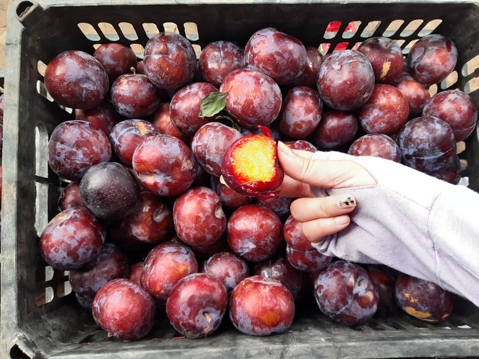 Lừa bán đặc sản Sa Pa, dân Việt ăn hết 3.000 tấn mận Tàu-3