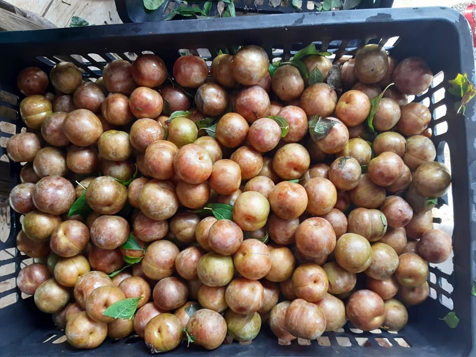 Lừa bán đặc sản Sa Pa, dân Việt ăn hết 3.000 tấn mận Tàu-4