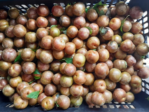 Khách mua sợ hàng Trung Quốc, mận tím khổng lồ hạ giá mạnh vẫn ế-2