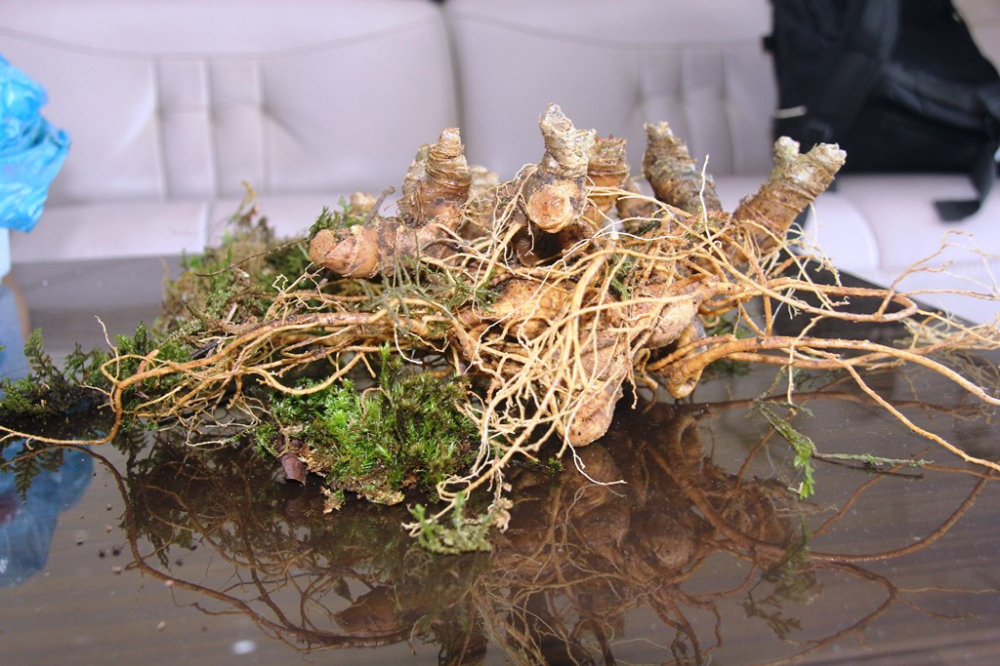 Củ sâm rừng tự nhiên ‘khủng’ ở Quảng Nam-1