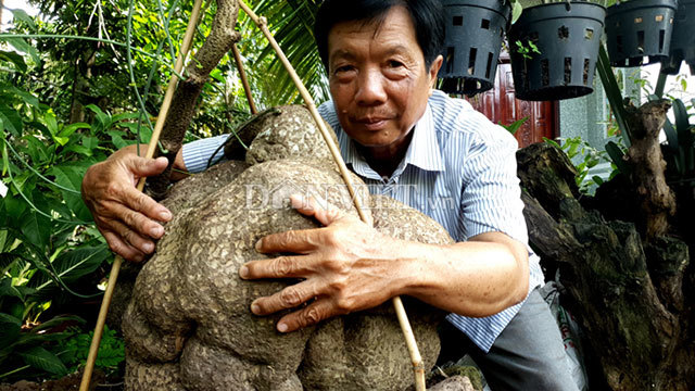 Cần Thơ: Củ bình vôi nặng trên 40kg, trả 15 triệu chủ vẫn lắc đầu-1